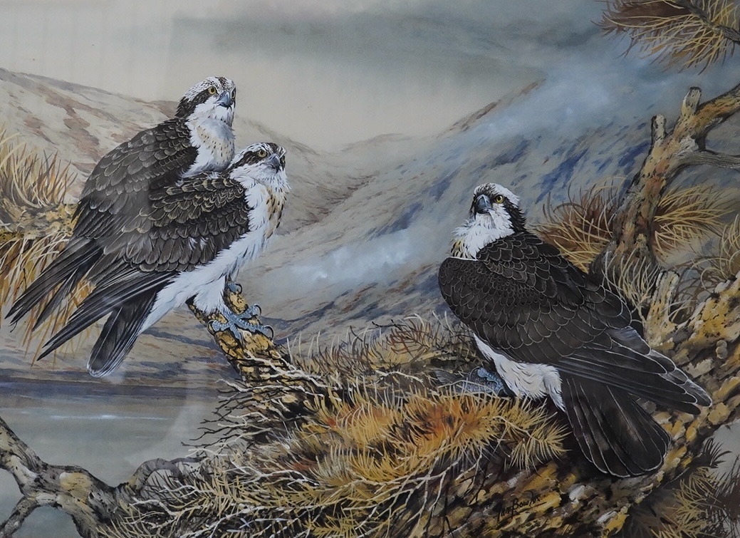 Ian Bowles (1947-2018), watercolour, Ospreys on a nest, 52 x 71cm. Condition - good